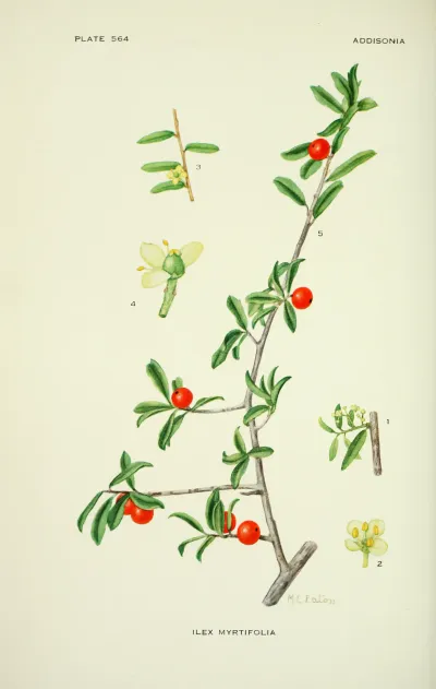 Myrtle Dahoon