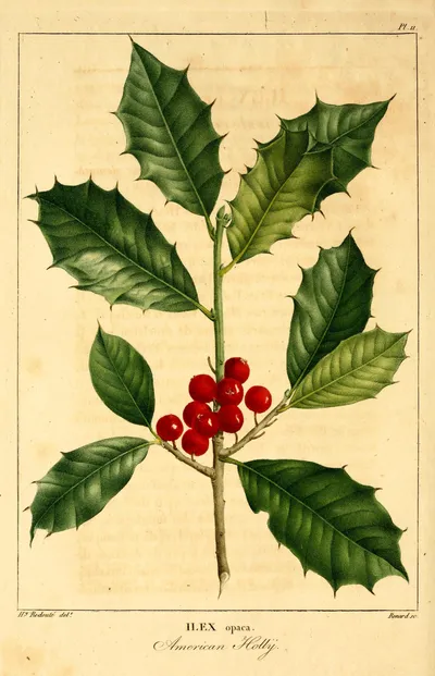American holly