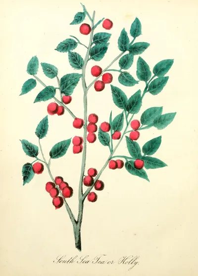 Yaupon Holly