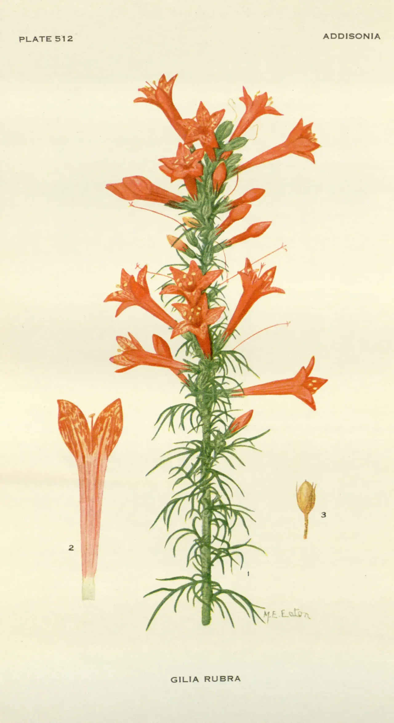 Standing cypress (Ipomopsis rubra)