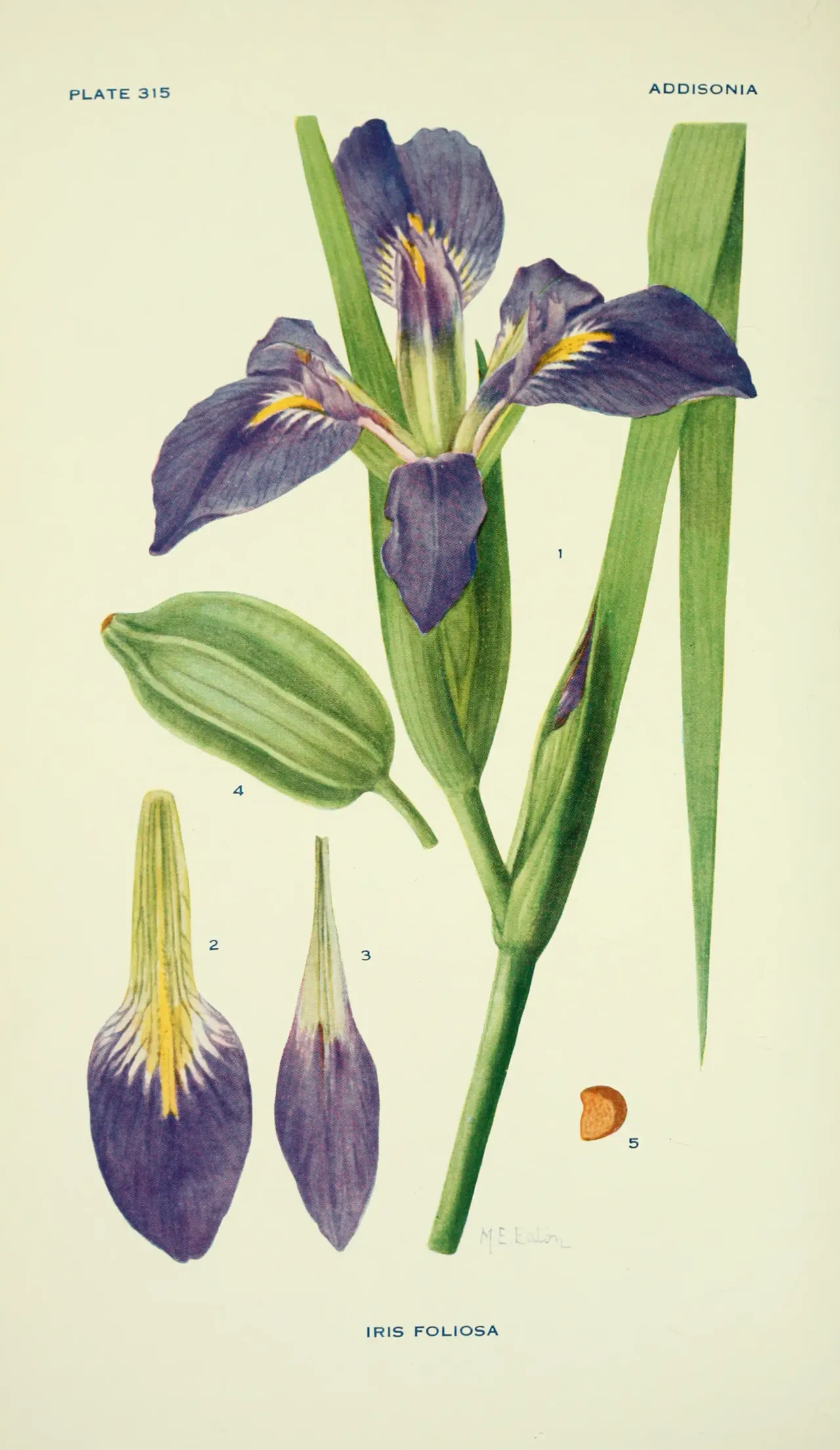 Leafy blue flag (Iris brevicaulis)