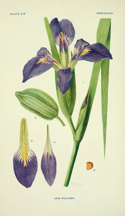 Leafy blue flag