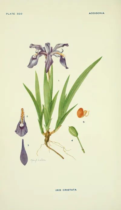 Dwarf crested iris