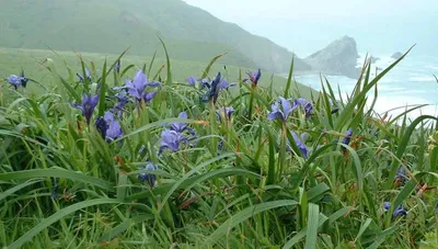 Douglas iris