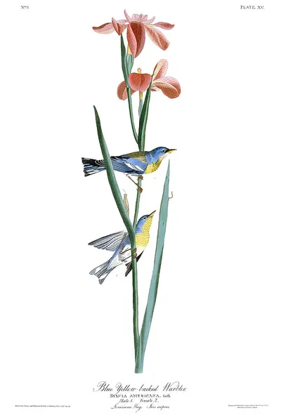Copper Iris