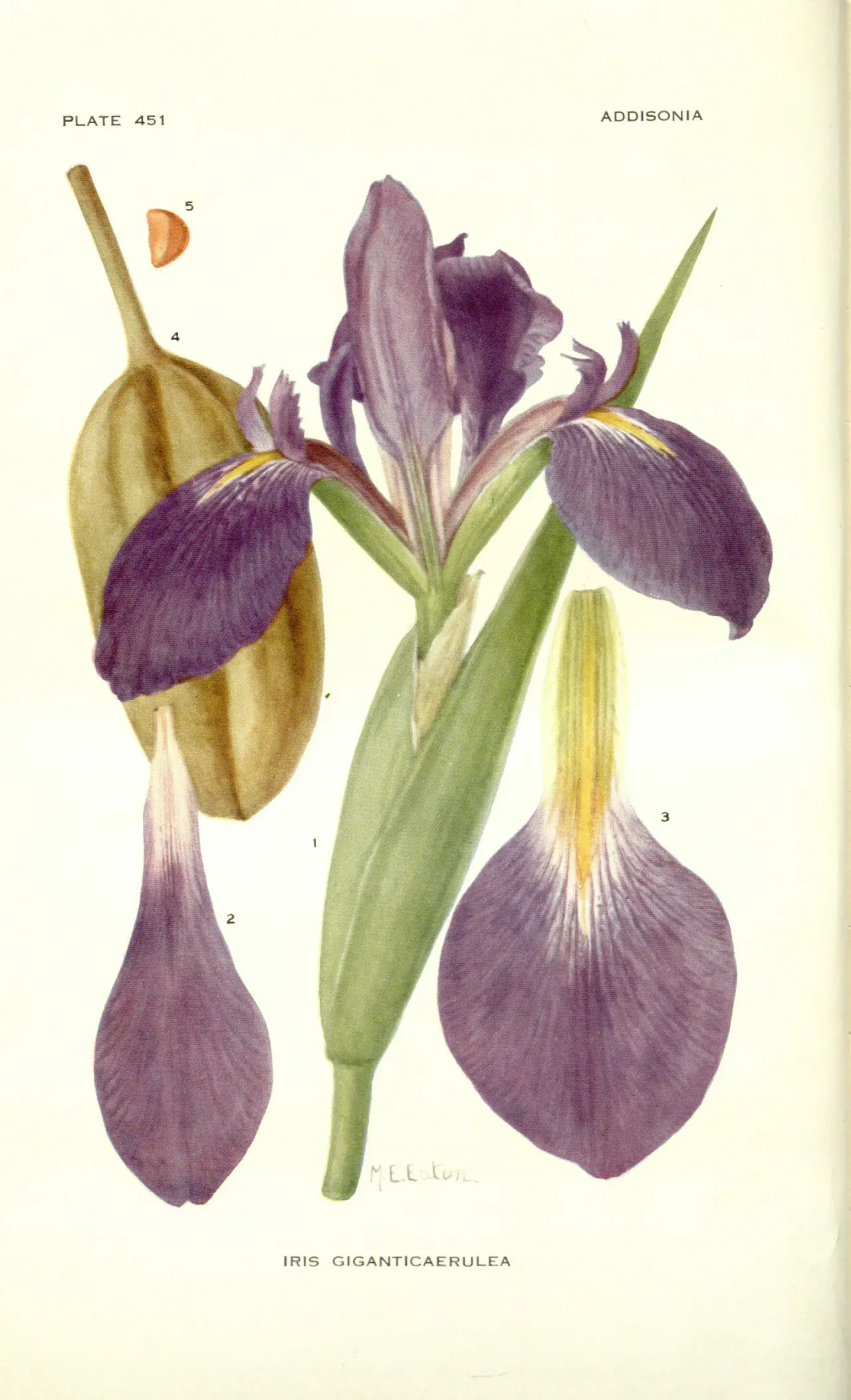 Giant blue iris (Iris giganticaerulea)