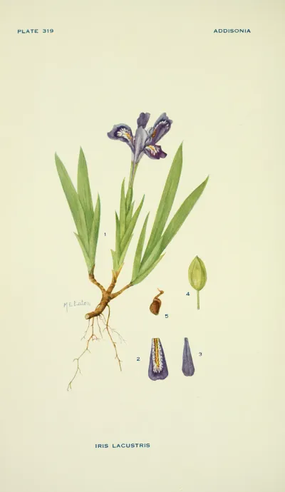 Dwarf Lake Iris