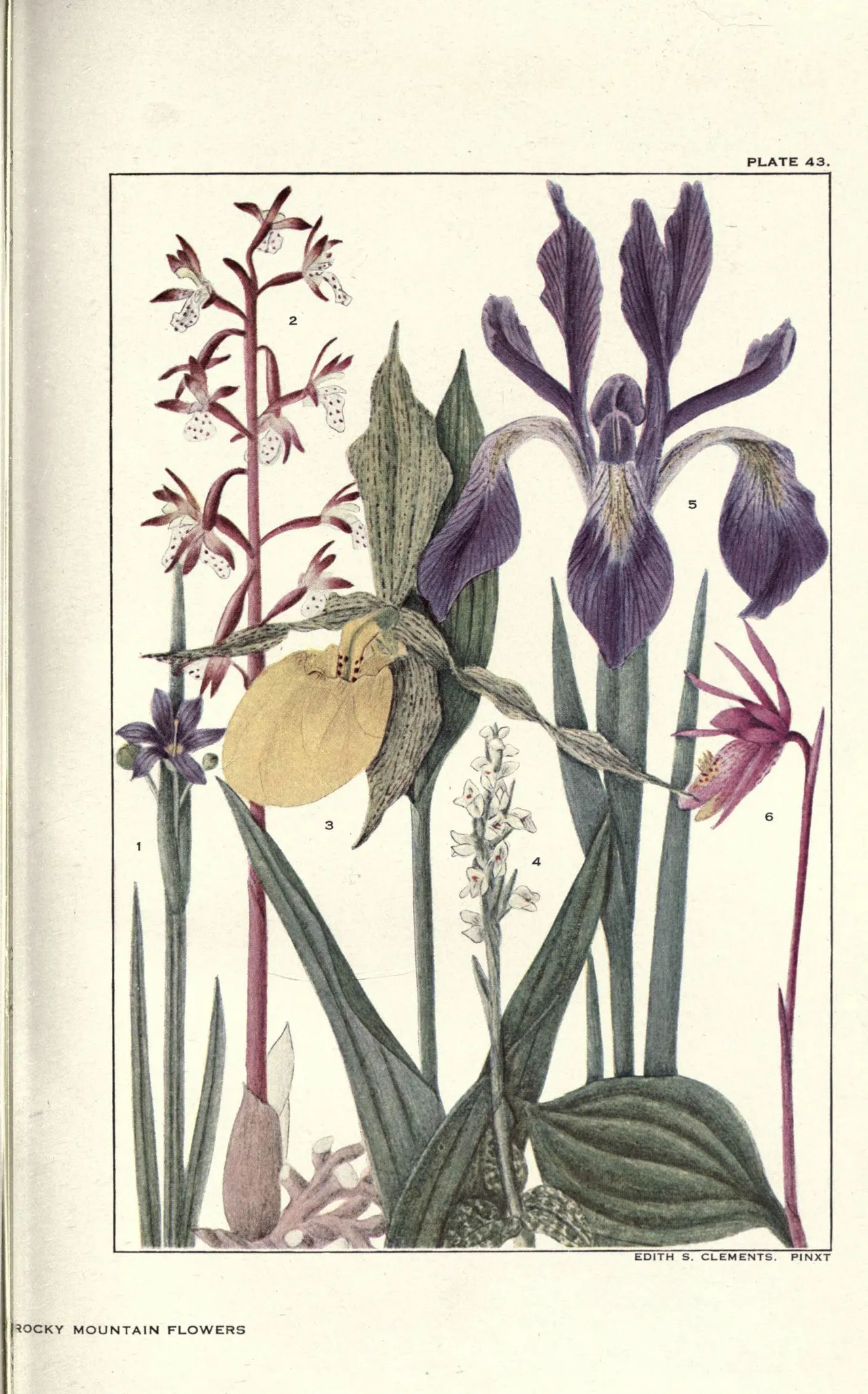 Western blue flag (Iris missouriensis)
