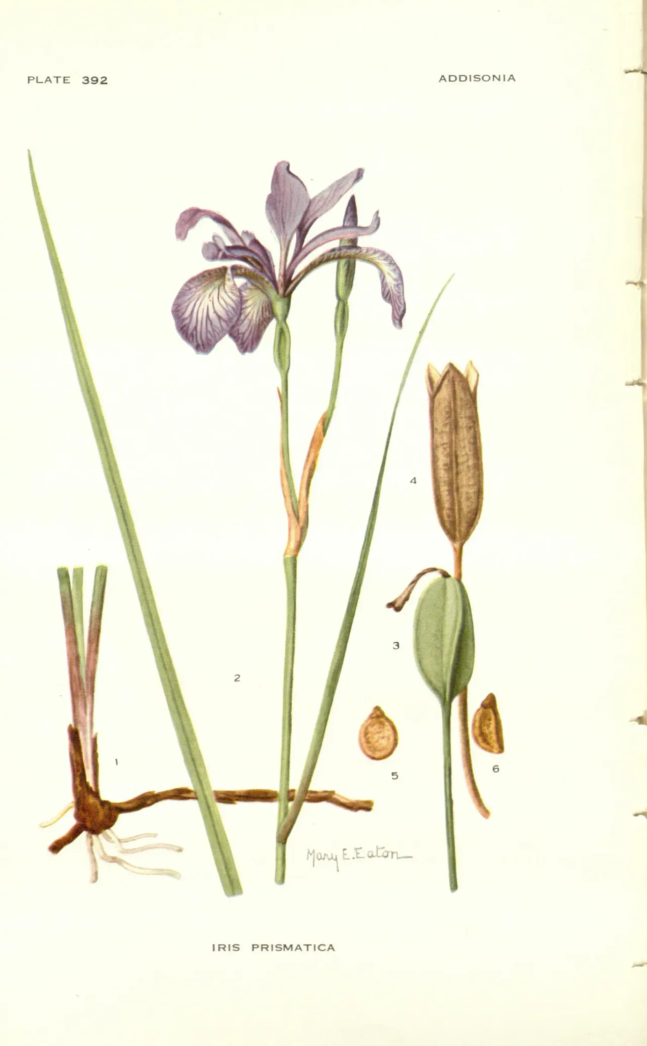 Slender Blue Flag (Iris prismatica)