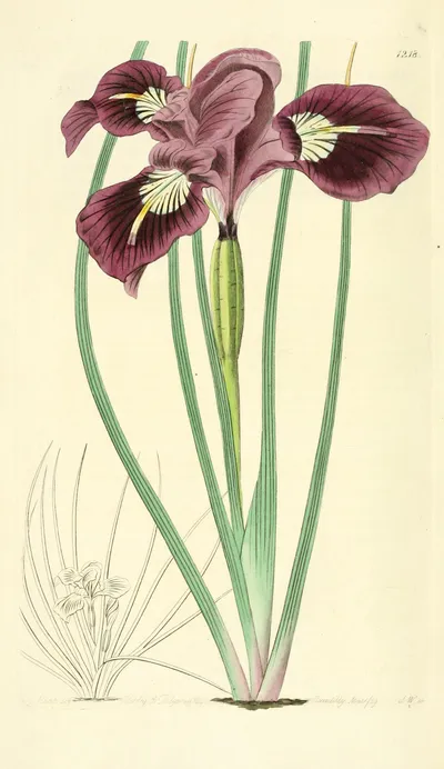 Oregon iris