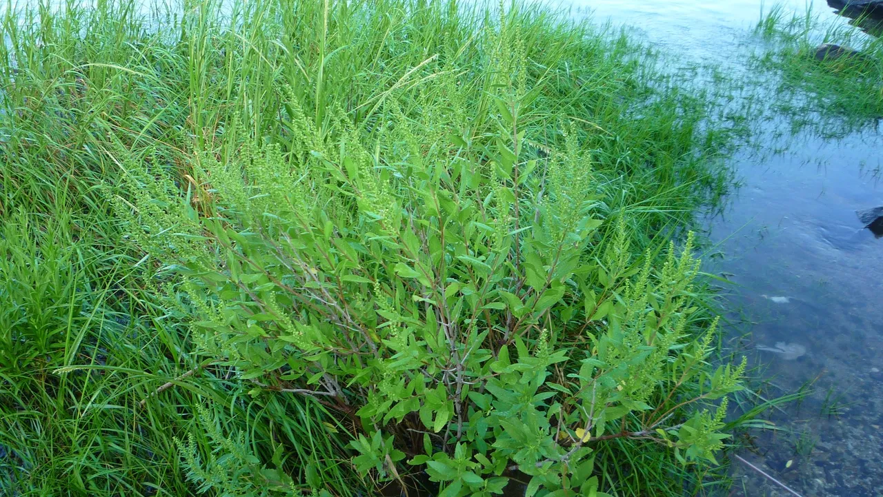 Marsh elder (Iva frutescens)