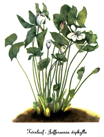 Twinleaf