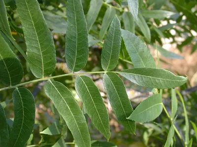 Southern California Walnut