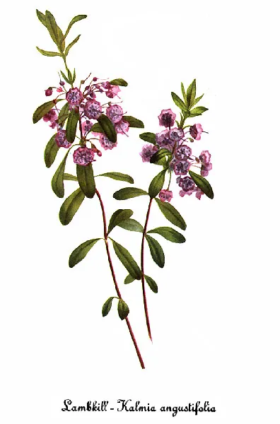 Sheep laurel