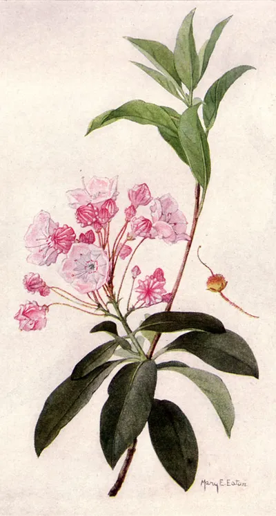 Mountain laurel