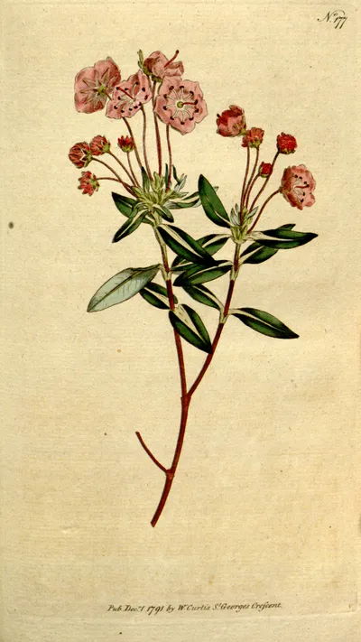 Swamp Laurel