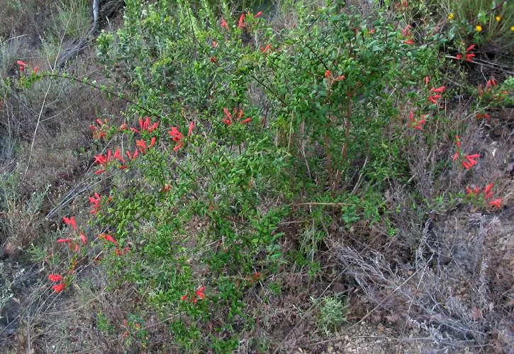 Heartleaf keckiella (Keckiella cordifolia)