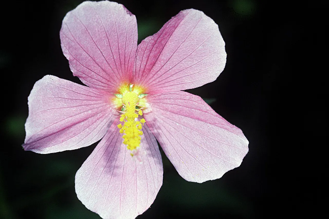Saltmarsh mallow (Kosteletzkya pentacarpos)