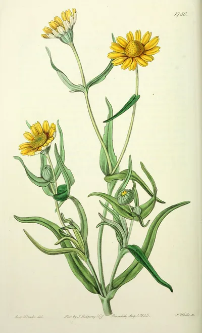 Yellowray Goldfields