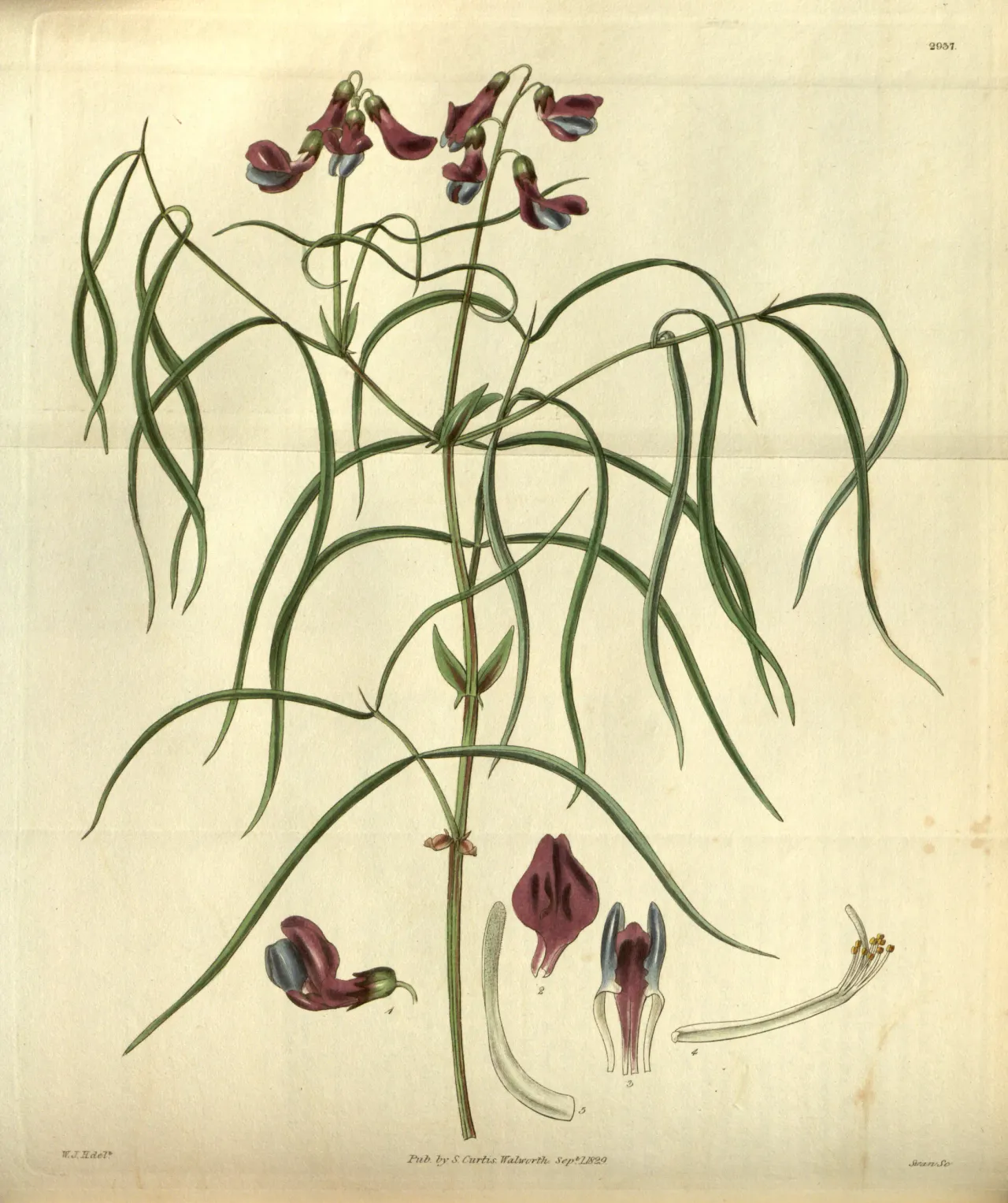 Veiny pea (Lathyrus venosus)