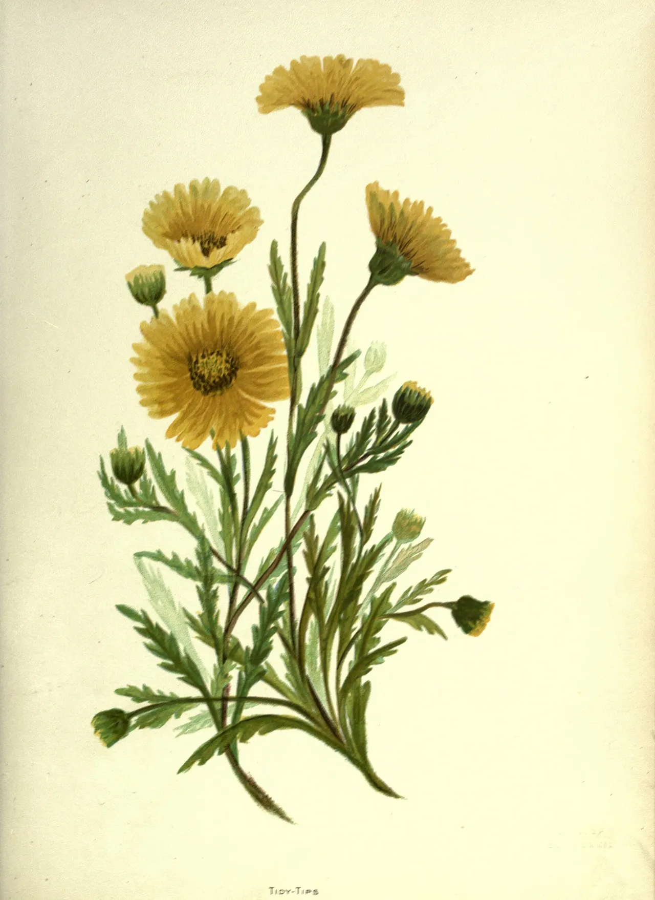 Tidy tips (Layia platyglossa)