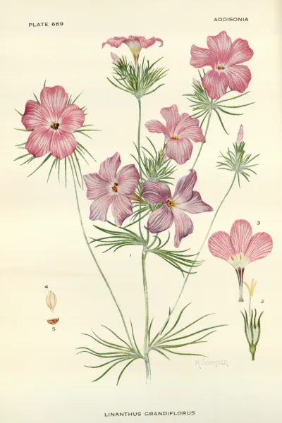 Large-flowered leptosiphon