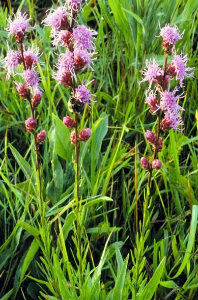 Rough blazing star (Liatris aspera)