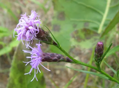 Cylindrical blazing star