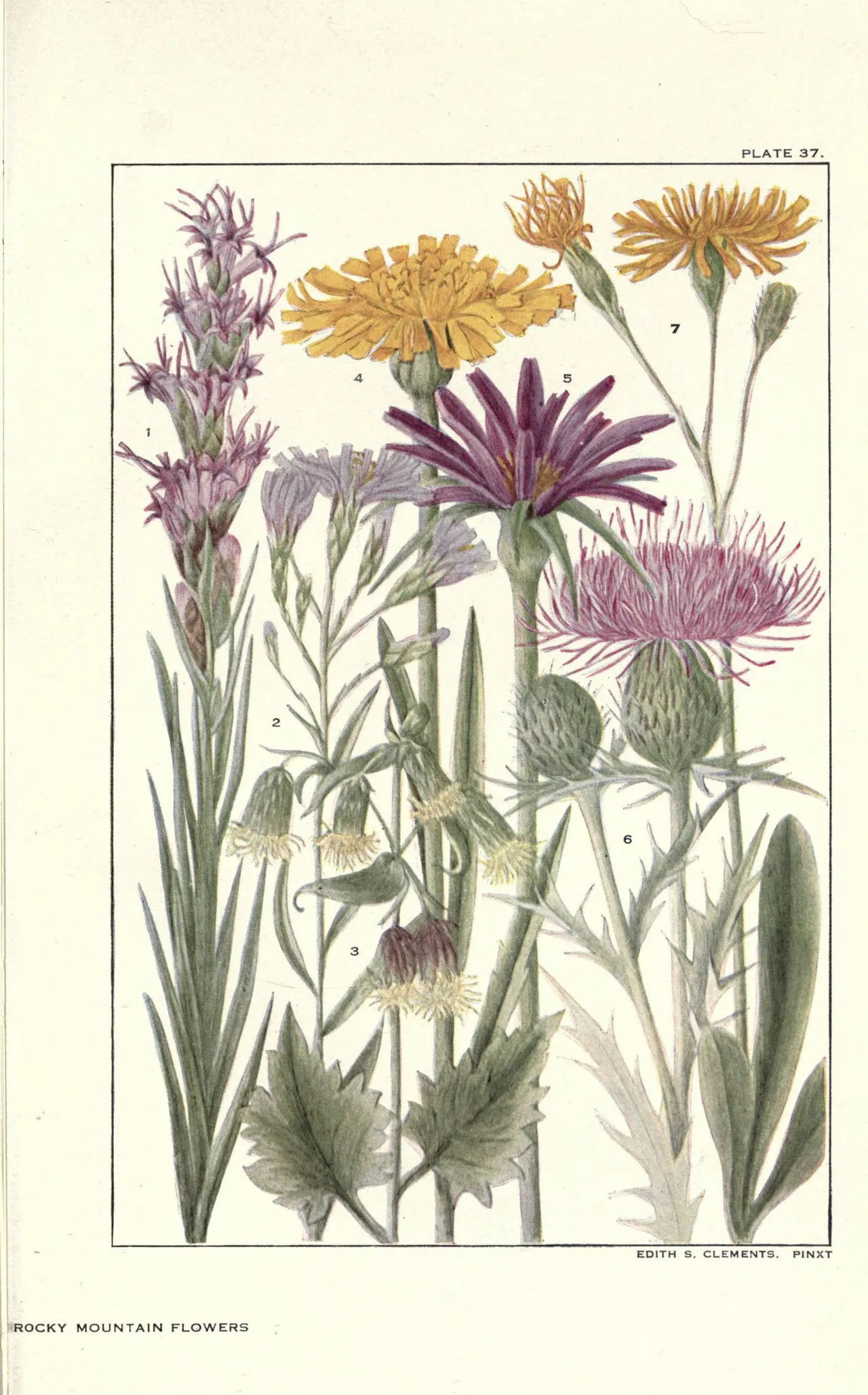 Dotted gayfeather (Liatris punctata)