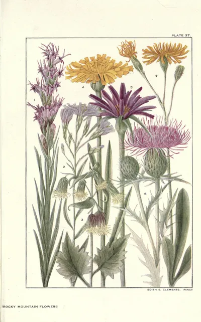 Dotted gayfeather