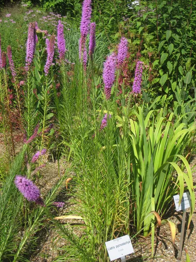 Prairie blazing star