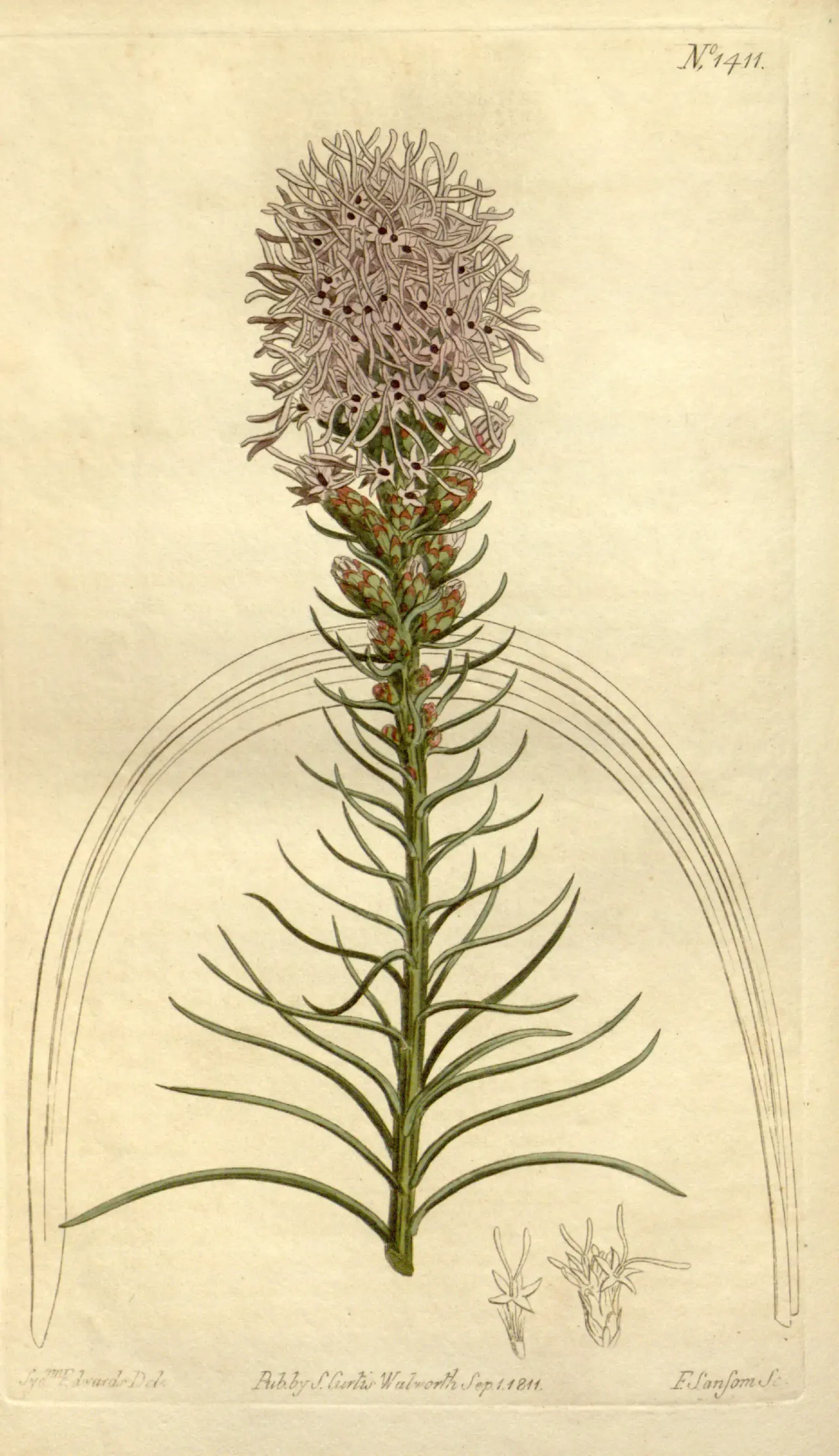 Dense blazing star (Liatris spicata)