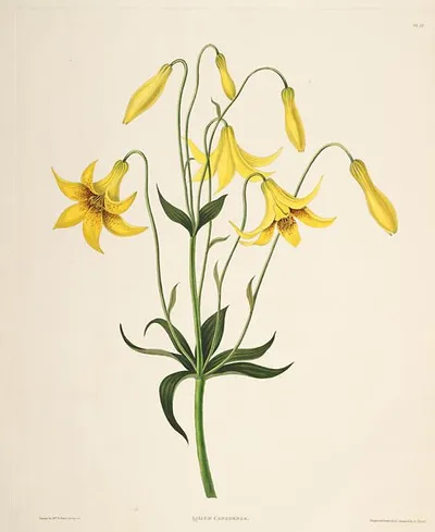 Canada lily