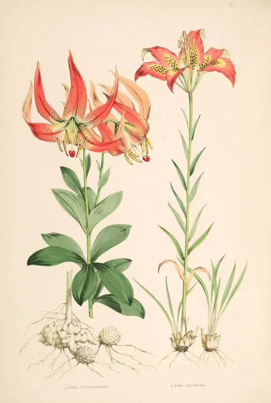 Pine lily (Lilium catesbaei)