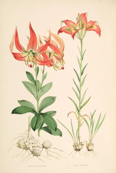 Pine lily
