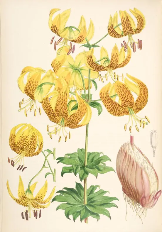 Humboldt's Lily (Lilium humboldtii)