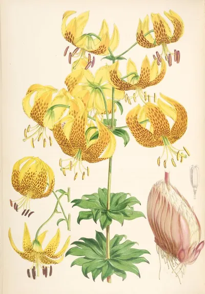 Humboldt's Lily