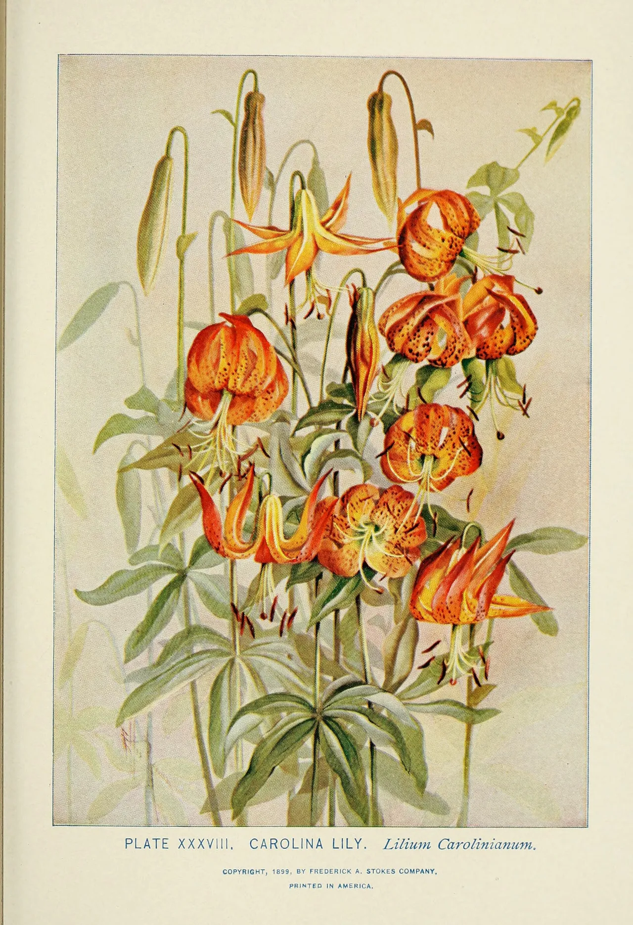 Carolina lily (Lilium michauxii)