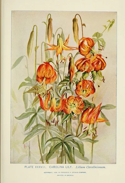 Carolina lily