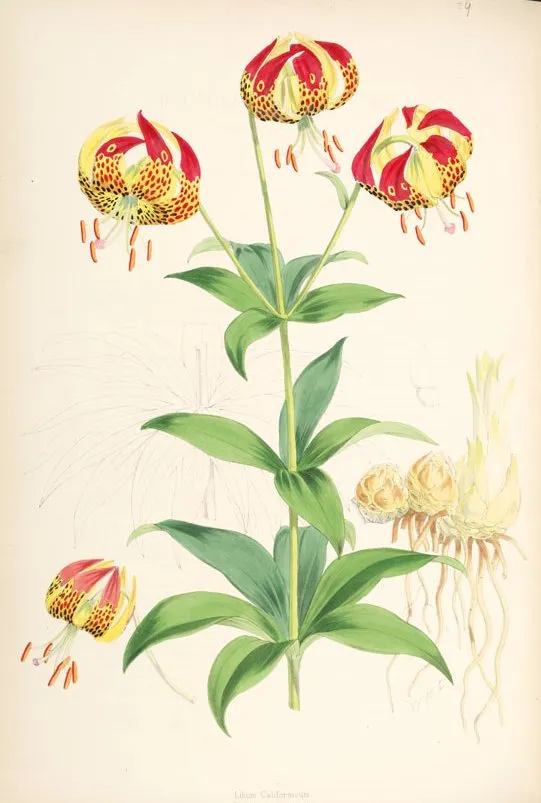 Leopard Lily (Lilium pardalinum)