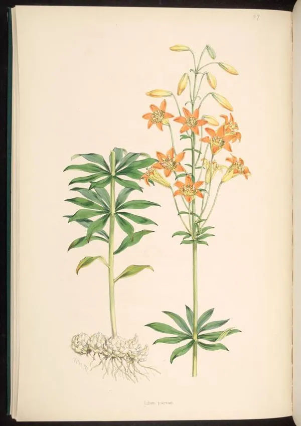 Sierra Tiger Lily (Lilium parvum)