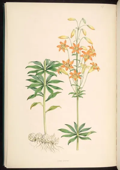 Sierra Tiger Lily