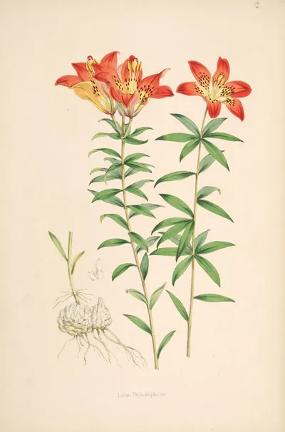 Wood Lily