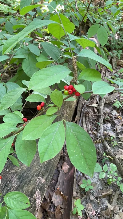 Northern spicebush