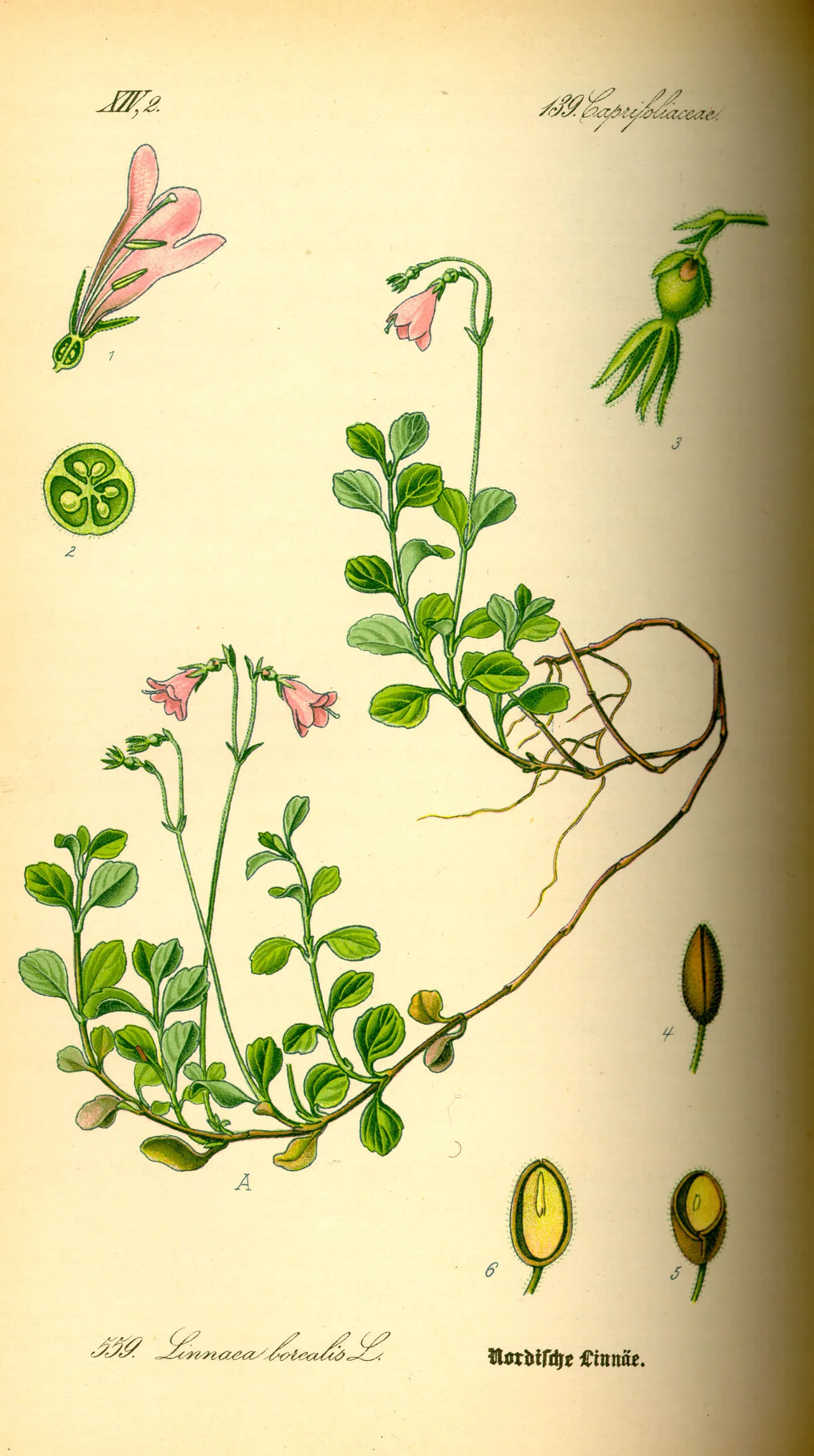 Twinflower (Linnaea borealis)