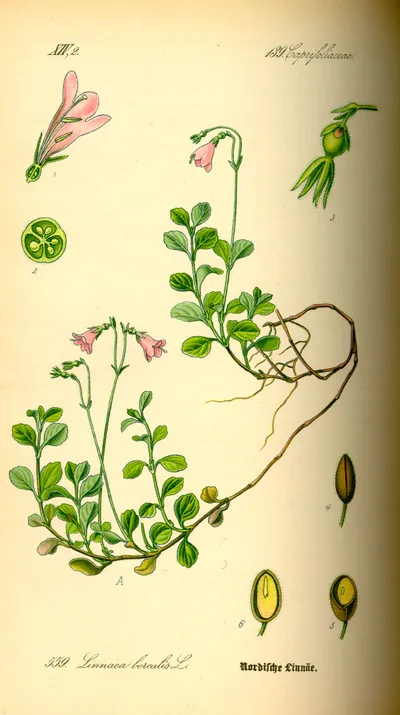Twinflower