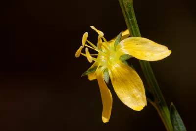 New Mexico yellow flax