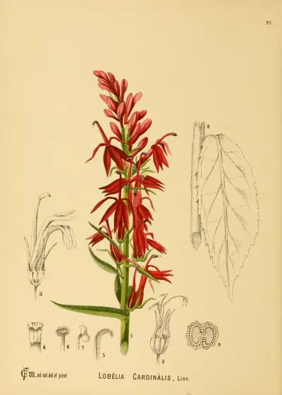 Cardinal flower