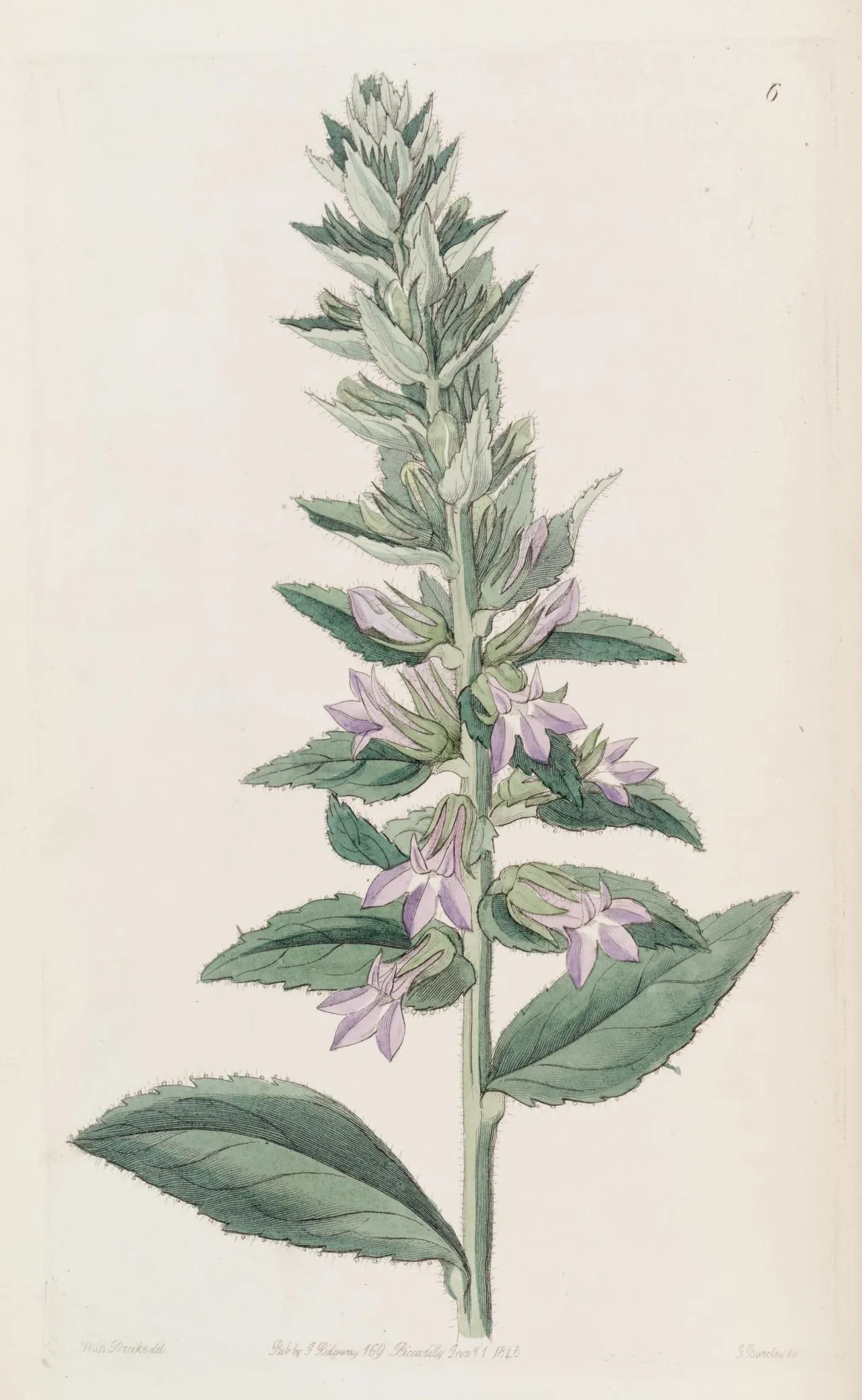Glade lobelia (Lobelia glandulosa)