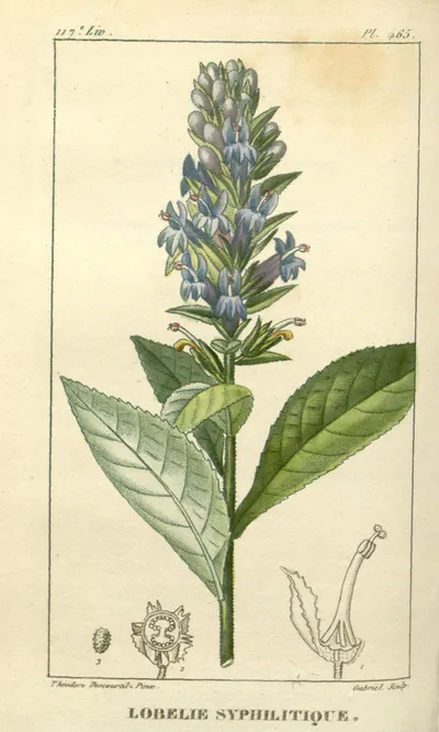 Great blue lobelia